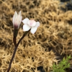 Caladenia alpina at Cotter River, ACT - suppressed