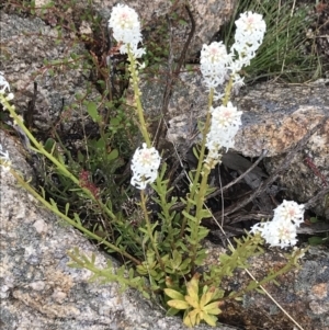 Stackhousia monogyna at Rendezvous Creek, ACT - 5 Dec 2021 10:13 AM