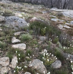 Stackhousia monogyna at Rendezvous Creek, ACT - 5 Dec 2021 10:13 AM