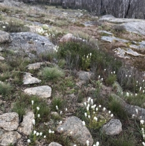 Stackhousia monogyna at Rendezvous Creek, ACT - 5 Dec 2021 10:13 AM