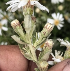 Olearia brevipedunculata (Dusty Daisy Bush) at Rendezvous Creek, ACT - 5 Dec 2021 by BrianH