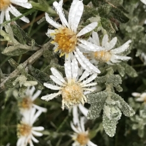 Olearia brevipedunculata at Rendezvous Creek, ACT - 5 Dec 2021 10:24 AM