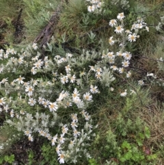 Olearia brevipedunculata at Rendezvous Creek, ACT - 5 Dec 2021 10:24 AM