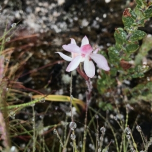 Caladenia alpina at Rendezvous Creek, ACT - 5 Dec 2021