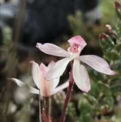 Caladenia alpina at Rendezvous Creek, ACT - suppressed