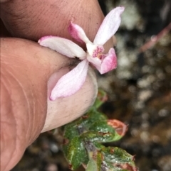 Caladenia alpina at Rendezvous Creek, ACT - suppressed