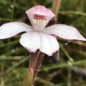 Caladenia alpina at Rendezvous Creek, ACT - 5 Dec 2021