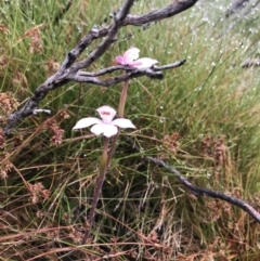 Caladenia alpina at Rendezvous Creek, ACT - 5 Dec 2021