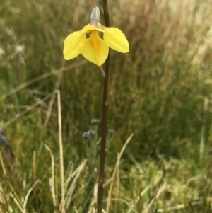 Diuris monticola at Rendezvous Creek, ACT - 5 Dec 2021