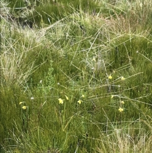 Diuris monticola at Rendezvous Creek, ACT - 5 Dec 2021