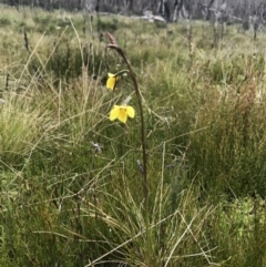 Diuris monticola at Rendezvous Creek, ACT - 5 Dec 2021