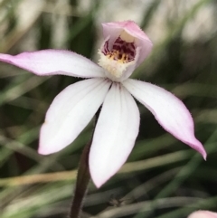 Caladenia alpina (Mountain Caps) at Rendezvous Creek, ACT - 5 Dec 2021 by BrianH