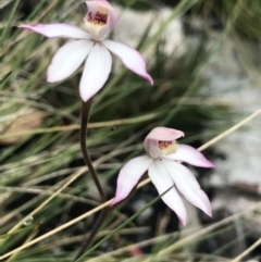 Caladenia alpina at Rendezvous Creek, ACT - suppressed