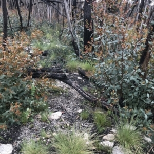 Caladenia alpina at Rendezvous Creek, ACT - suppressed