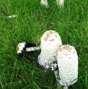 Coprinus comatus at Red Hill, ACT - 15 Dec 2021 12:27 PM