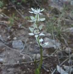 Wurmbea dioica subsp. dioica (Early Nancy) at Conder, ACT - 20 Oct 2021 by MichaelBedingfield