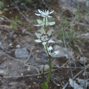 Wurmbea dioica subsp. dioica at Conder, ACT - 20 Oct 2021 06:04 PM