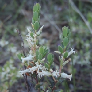 Brachyloma daphnoides at Conder, ACT - 20 Oct 2021