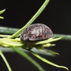 Trachymela sp. (genus) (Brown button beetle) at Acton, ACT - 12 Dec 2021 by TimL