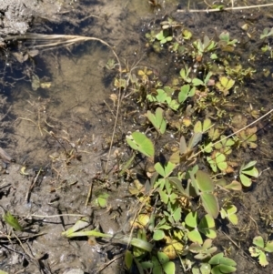 Marsilea costulifera at Coree, ACT - 15 Dec 2021