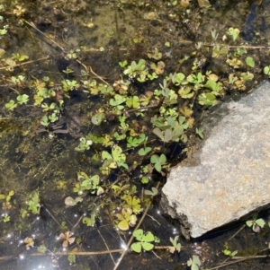 Marsilea costulifera at Coree, ACT - 15 Dec 2021