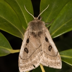 Anthela ocellata (Eyespot Anthelid moth) at Melba, ACT - 19 Oct 2021 by kasiaaus
