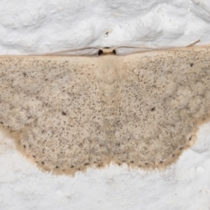 Scopula optivata at Melba, ACT - 19 Oct 2021 11:04 PM