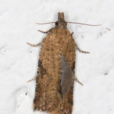 Tortricinae (subfamily) (A tortrix moth) at Melba, ACT - 19 Oct 2021 by kasiaaus