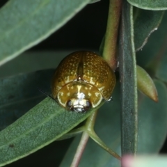 Paropsisterna cloelia (Eucalyptus variegated beetle) at Urila, NSW - 12 Dec 2021 by jbromilow50