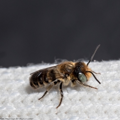 Megachile sp. (several subgenera) (Resin Bees) at Macgregor, ACT - 14 Dec 2021 by Roger