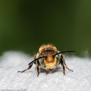 Megachile sp. (several subgenera) at Macgregor, ACT - 14 Dec 2021