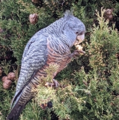 Callocephalon fimbriatum (Gang-gang Cockatoo) at Hughes, ACT - 30 Aug 2021 by AlexMurray