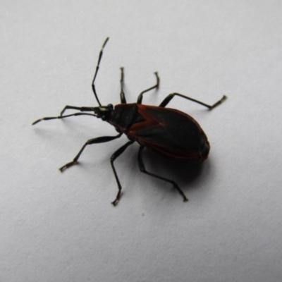 Dindymus circumcinctus (Bordered harlequin bug) at McKellar, ACT - 14 Dec 2021 by Birdy