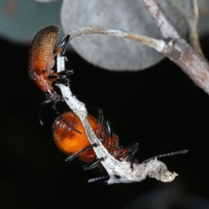 Ecnolagria grandis at Hackett, ACT - 11 Dec 2021 04:36 PM