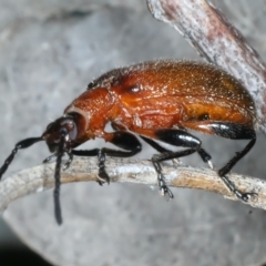 Ecnolagria grandis at Hackett, ACT - 11 Dec 2021 04:36 PM