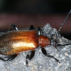 Ecnolagria grandis at Hackett, ACT - 11 Dec 2021 04:36 PM