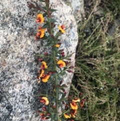 Daviesia ulicifolia (Gorse Bitter-pea) at Rendezvous Creek, ACT - 4 Dec 2021 by BrianH