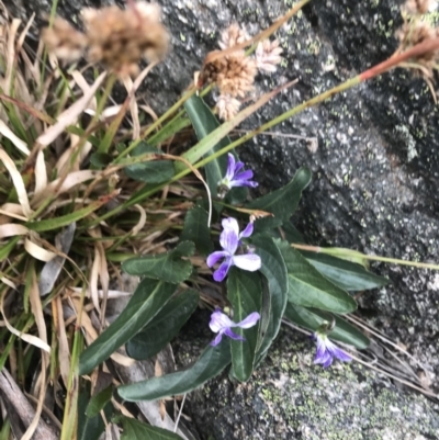Viola betonicifolia subsp. betonicifolia (Arrow-Leaved Violet) at Rendezvous Creek, ACT - 4 Dec 2021 by BrianH