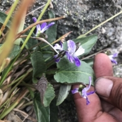 Viola betonicifolia subsp. betonicifolia at Rendezvous Creek, ACT - 4 Dec 2021