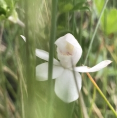 Caladenia alpina (Mountain Caps) at Rendezvous Creek, ACT - 4 Dec 2021 by BrianH