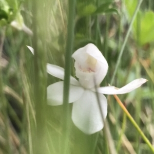 Caladenia alpina at Rendezvous Creek, ACT - 4 Dec 2021