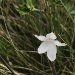 Caladenia alpina at Rendezvous Creek, ACT - 4 Dec 2021