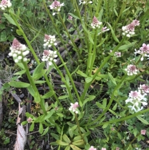 Stackhousia monogyna at Rendezvous Creek, ACT - 4 Dec 2021