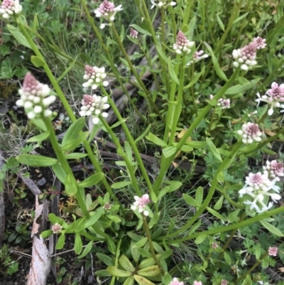 Stackhousia monogyna (Creamy Candles) at Rendezvous Creek, ACT - 4 Dec 2021 by BrianH