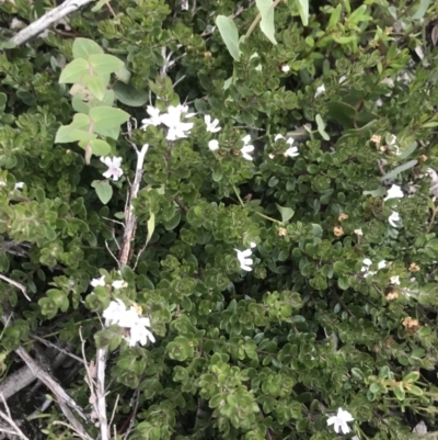 Westringia lucida (Shining Westringia) at Rendezvous Creek, ACT - 4 Dec 2021 by BrianH