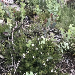 Westringia lucida at Rendezvous Creek, ACT - 4 Dec 2021