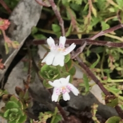 Westringia lucida at Rendezvous Creek, ACT - 4 Dec 2021