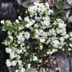 Asperula sp. (A Woodruff) at Rendezvous Creek, ACT - 4 Dec 2021 by BrianH