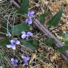 Viola betonicifolia (Mountain Violet) at Yaouk, NSW - 4 Dec 2021 by BrianH