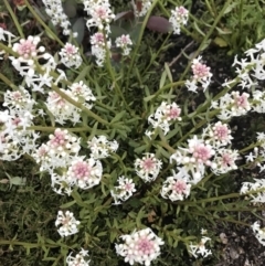 Stackhousia monogyna (Creamy Candles) at Rendezvous Creek, ACT - 4 Dec 2021 by BrianH